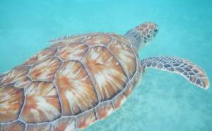 Sea Turtle