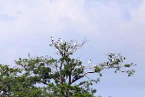 Wood Stork Rookery