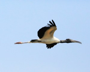 Wood Stork in the Air