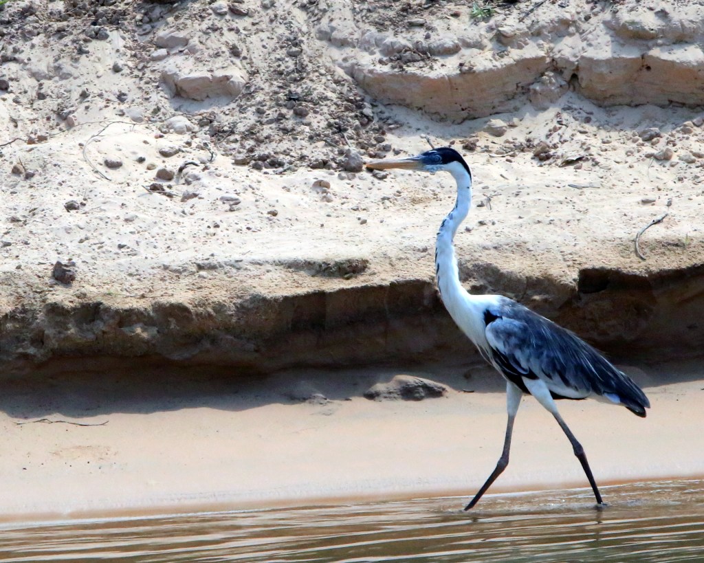 A cocoi heron struts his stuff