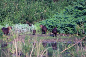 More Capybara and babies