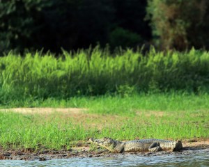 More caiman just chillin on the sides of the riverbank