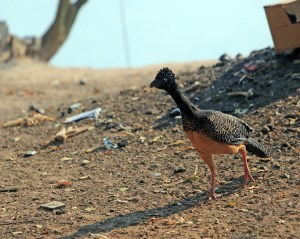 Bare Faced Curassow- our first endangered species