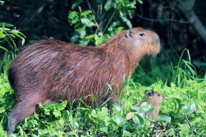 Capybara and baby: too cute!