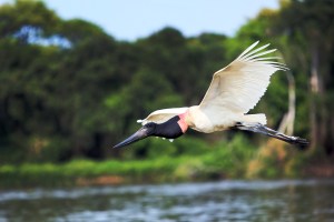 Mini Jumbo Jet Jabiru