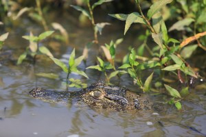 Caiman in the water next to our boat