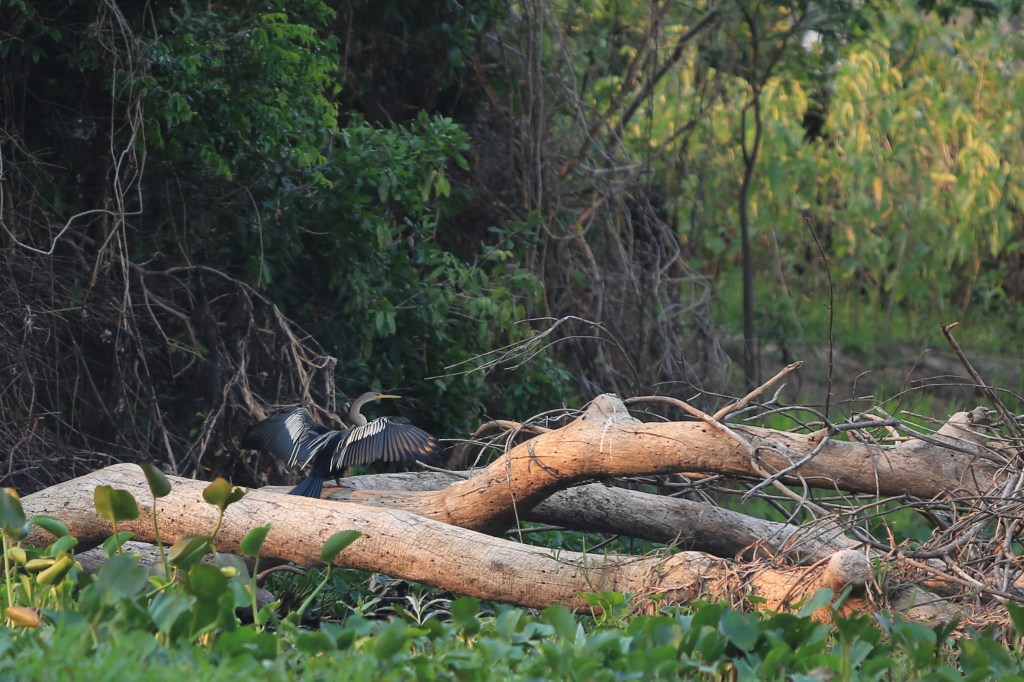 Anhinga in the wild