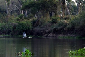 Anhinga in flight