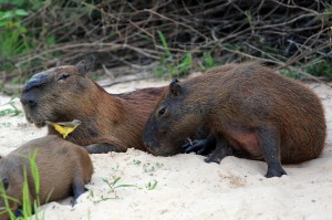 Cute Capybara family with the birdy that's always with them