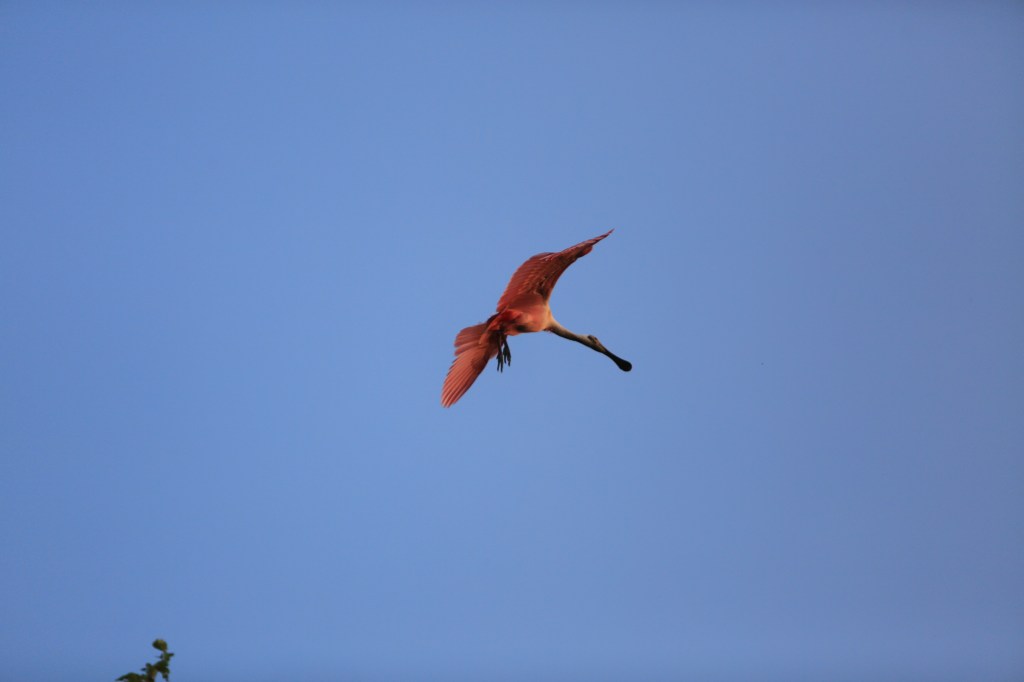 A roseatte spoonbill in flight