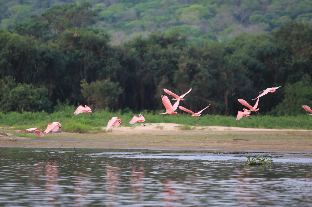 Roseatte Spoonbills- their pink flamingo color stands out against the wilderness