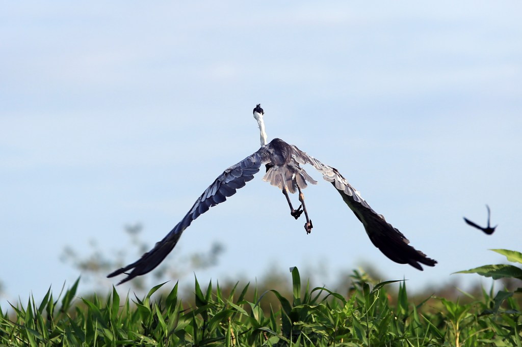 Cocoi Heron in flight