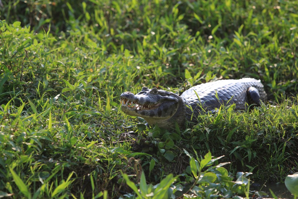 We saw a lot of this on the riverbanks