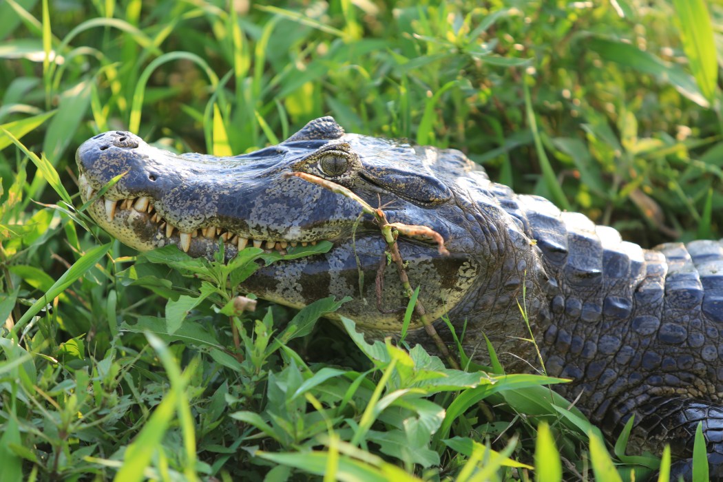 Up close and personal with the caiman