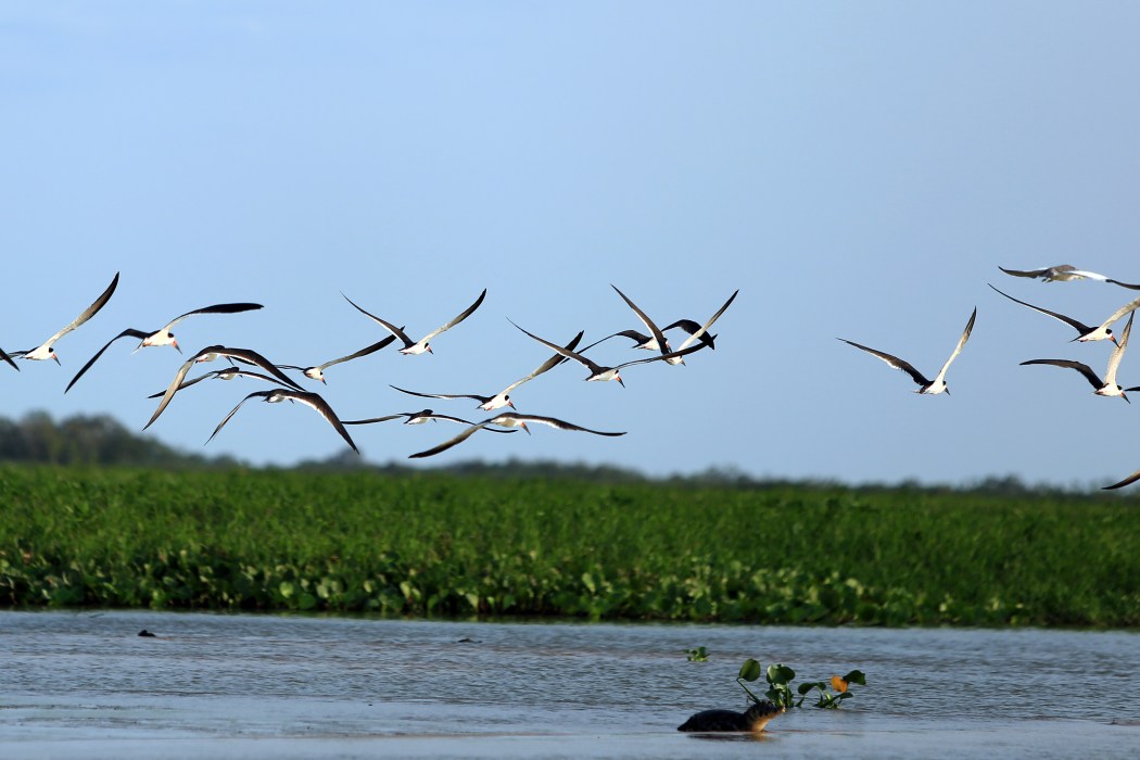 Beautiful scene in the national park- baby caiman with black skimmers in flight behind