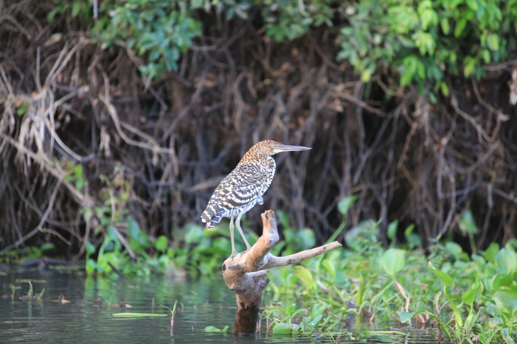 Refescent Tiger Heron: One of Jon's favorite birds in the Pantanal
