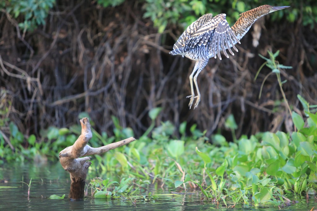 The bird takes off shortly before we find the jaguar