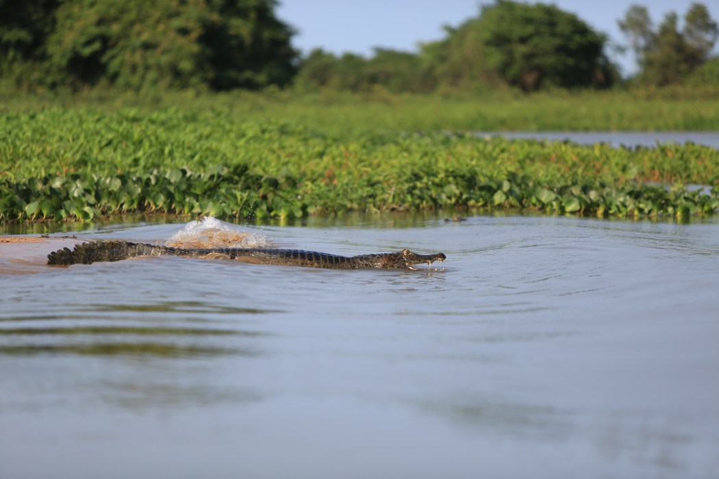 We also heard a lot of splashes as the caiman jumped into the water