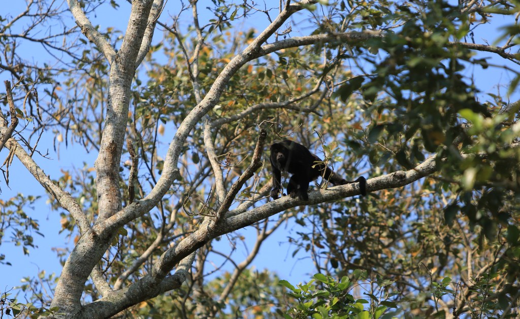 Howler Monkey closer and in better light
