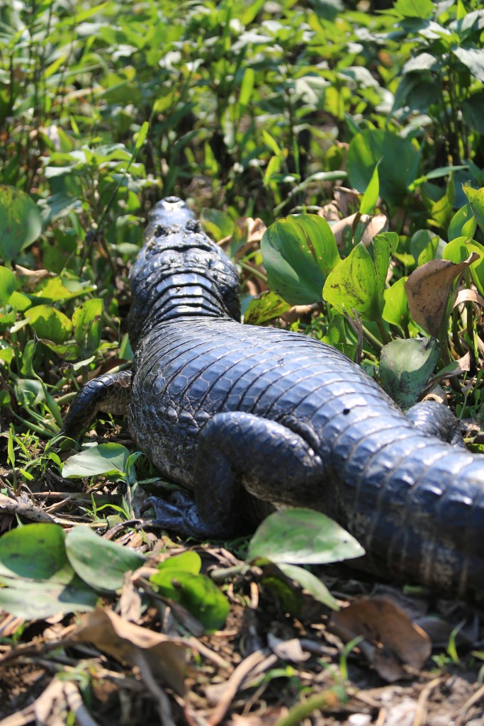 Caiman hanging out in jaguar territory.  