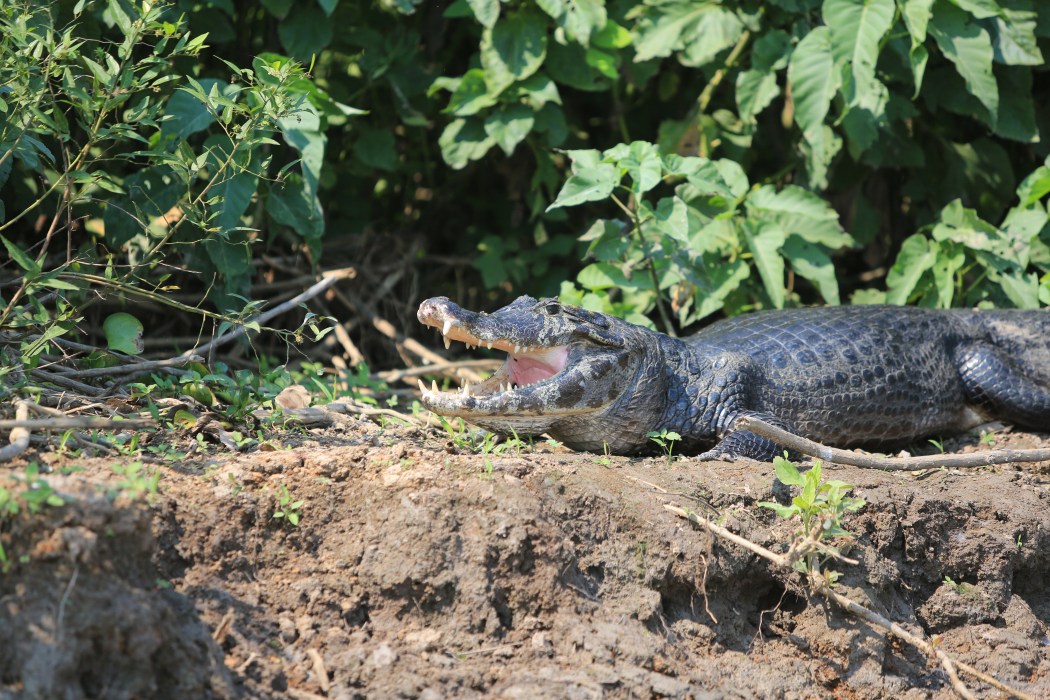 Apparently they open their mouths like this to kill the bacteria on their teeth.  How hygenic!