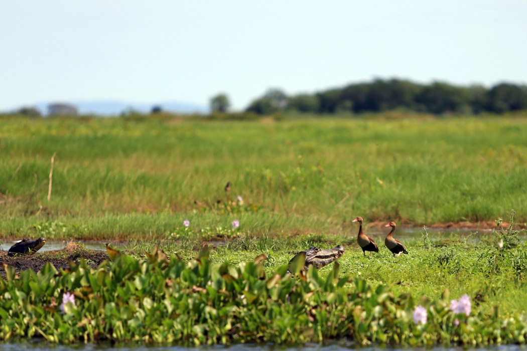 Black Belly Whistling Ducks with some Caiman