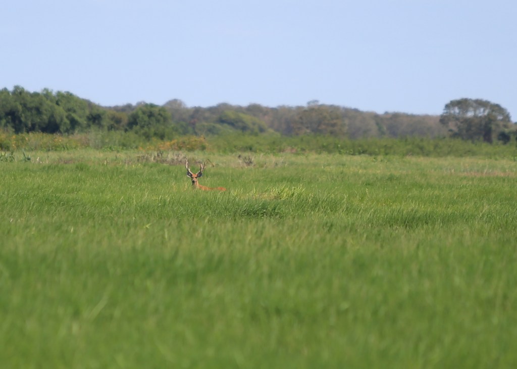 Marsh Deer in the distance