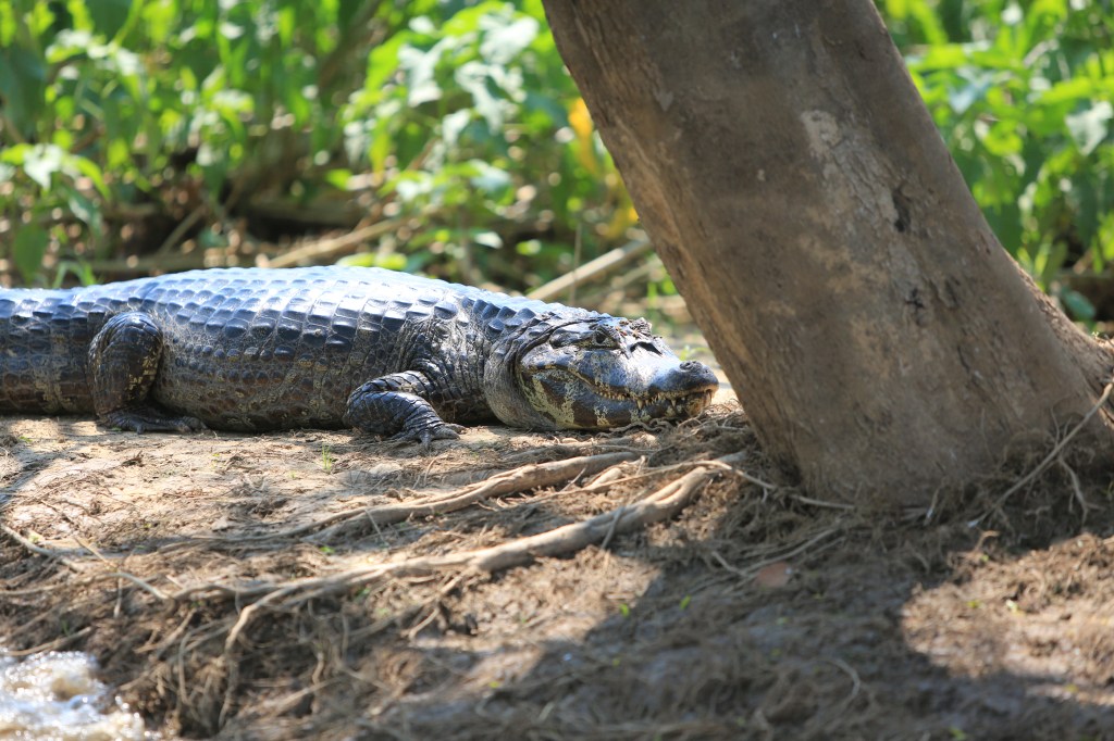Caiman by the tree