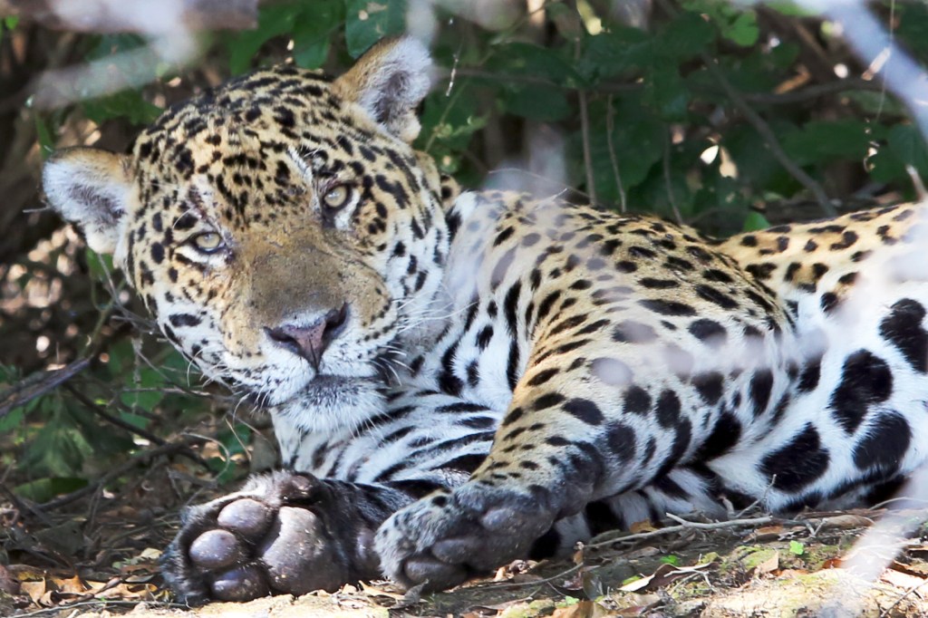 The jaguar lifts its head up briefly so we can photograph it