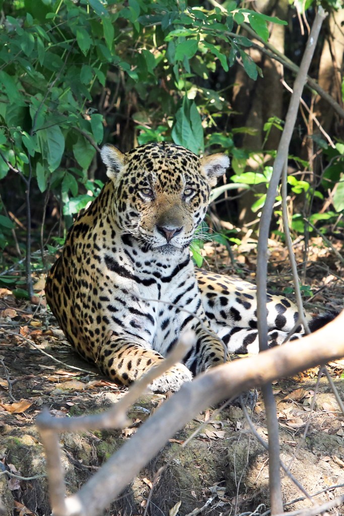 What a regal creature!