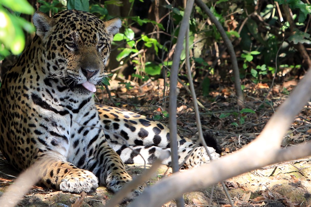 The cat licks his lips.  He seems pretty sleepy