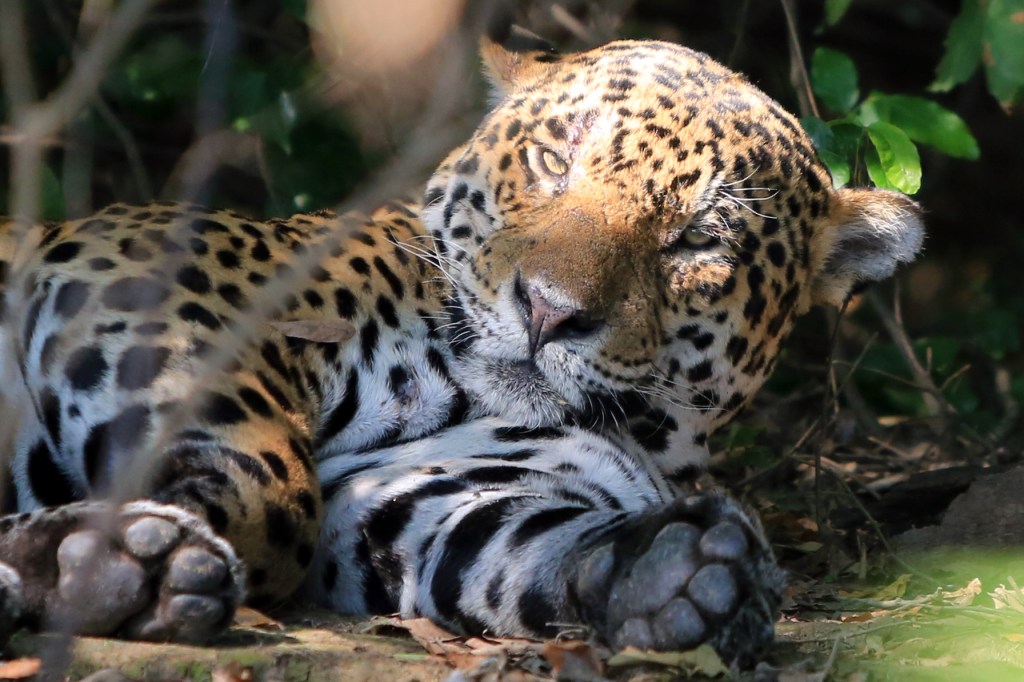 Yep: back down goes the head