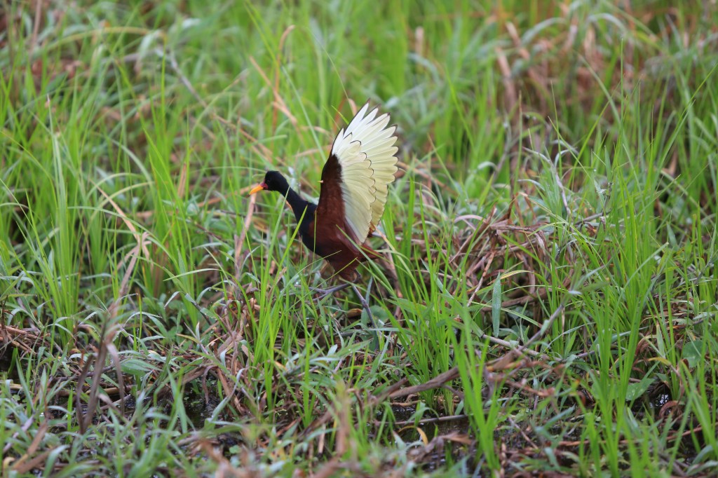 A wattled jacana in areas 4 and 5 walking around with his baby