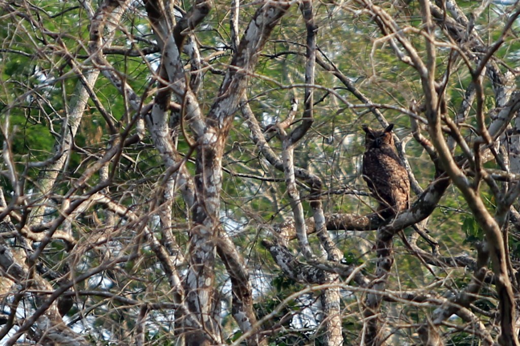 An owl sitting high in the tree