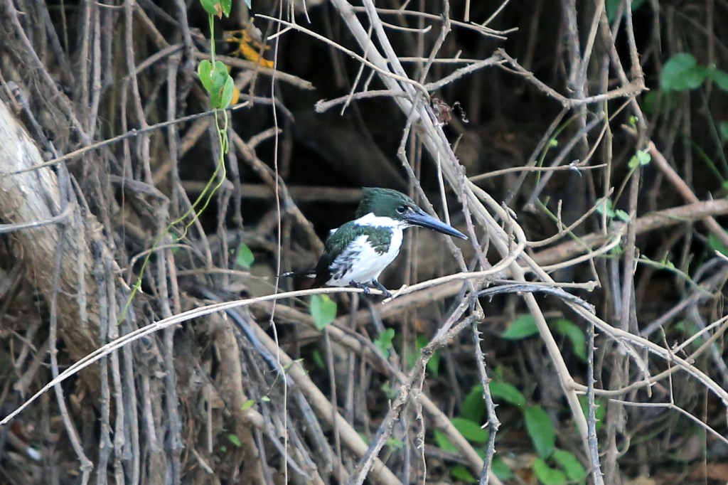 Amazon Kingfisher