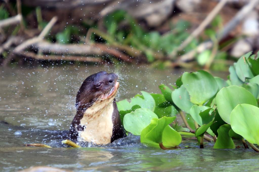 shaking the water off of himself