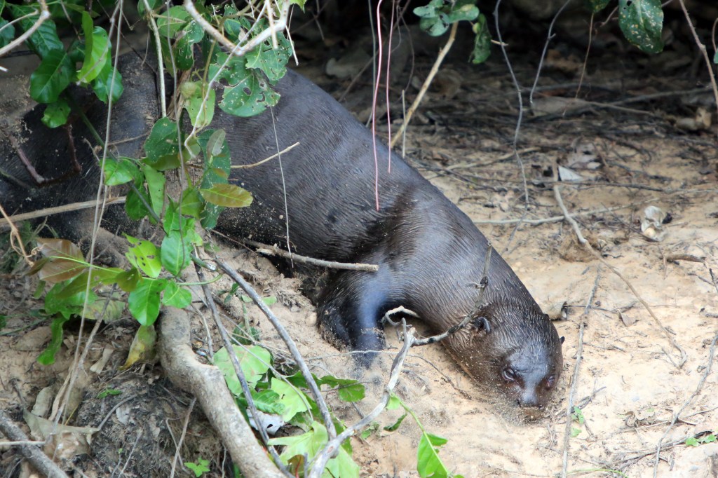 River Otter sliding down the bank into the water