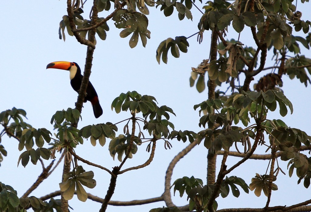 Toco Toucan