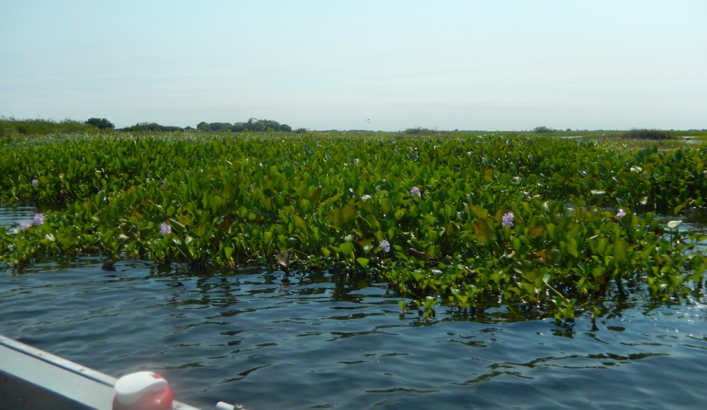Lots of water hyacinth