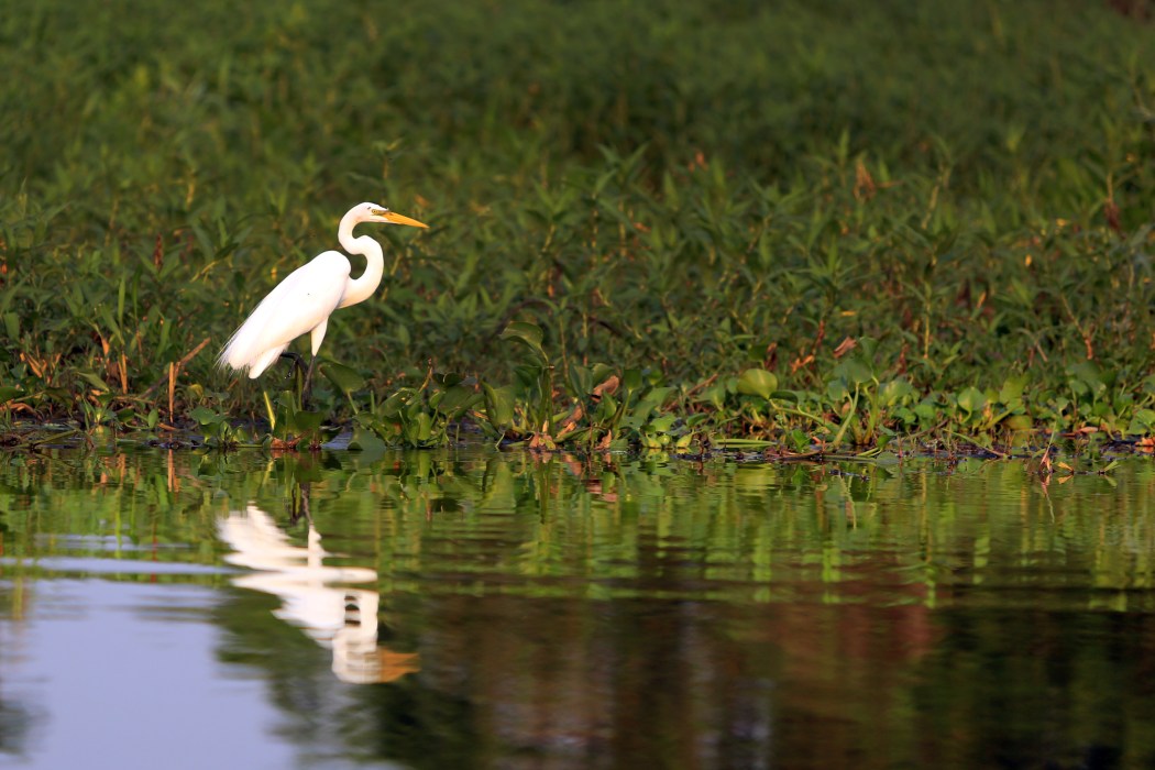 Beautiful Egret