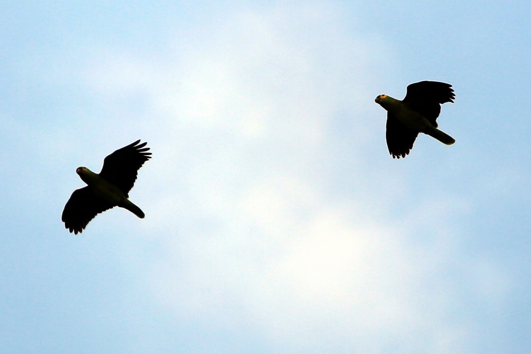Parrots in flight