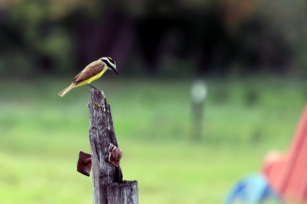 Greater Kiscadee- they had a beautiful call