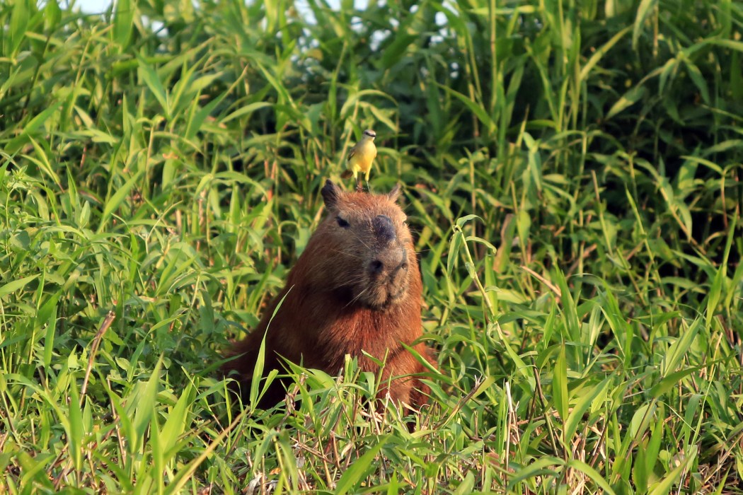 Hello.  I think I have something on my head...