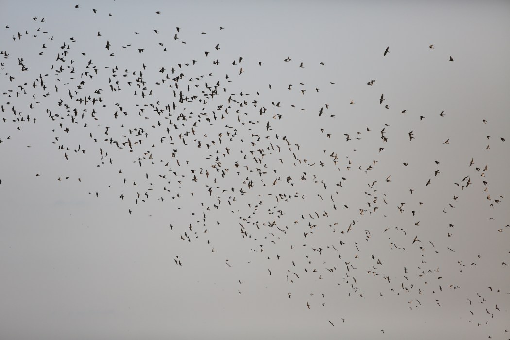 So many birds!!!!  Grey Breasted Martins