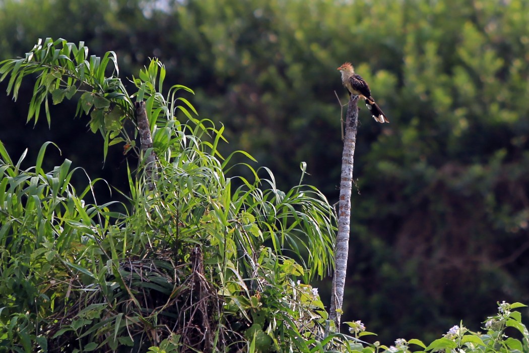 Guira Cuckoo on the farm