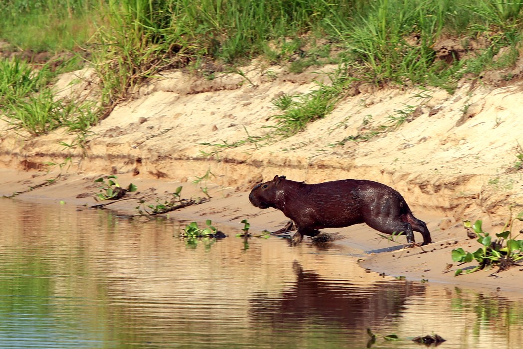 Leaping to get away from us