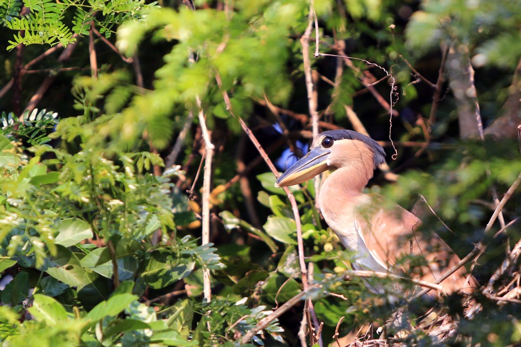 Boat Billed Heron