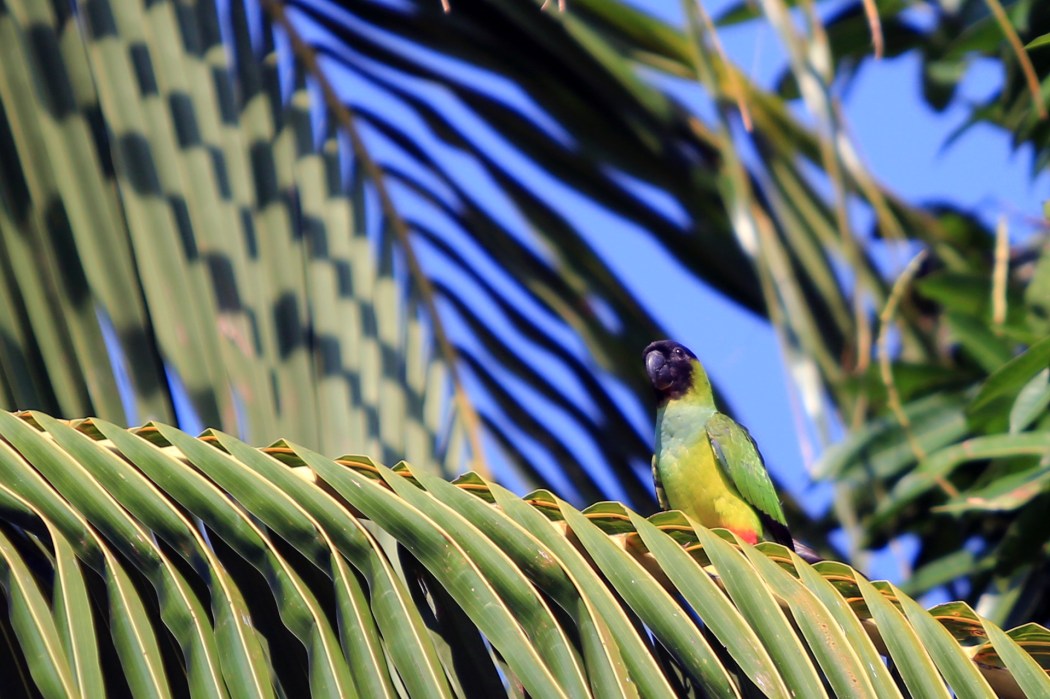 Black Capped Parakeet