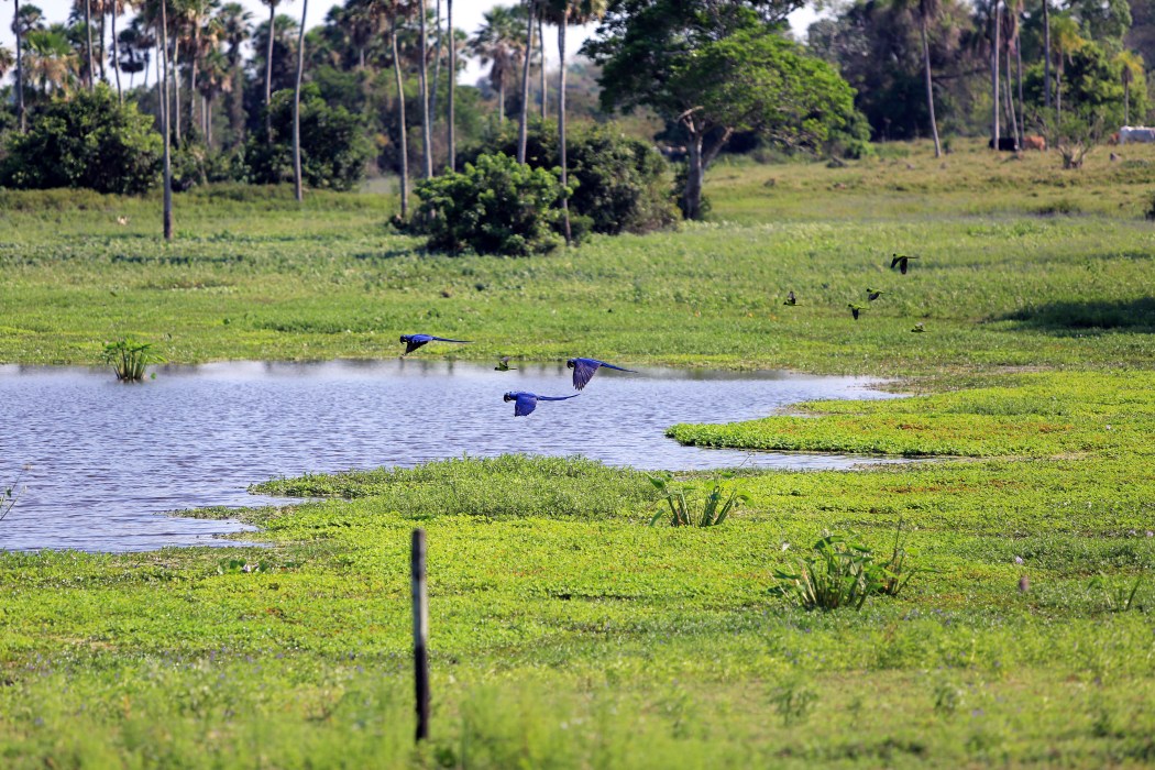 Hyacinth Macaw in flight