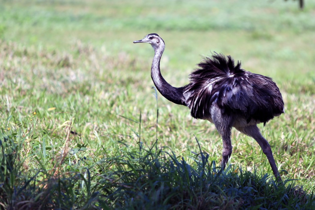 I loved all the feathers!